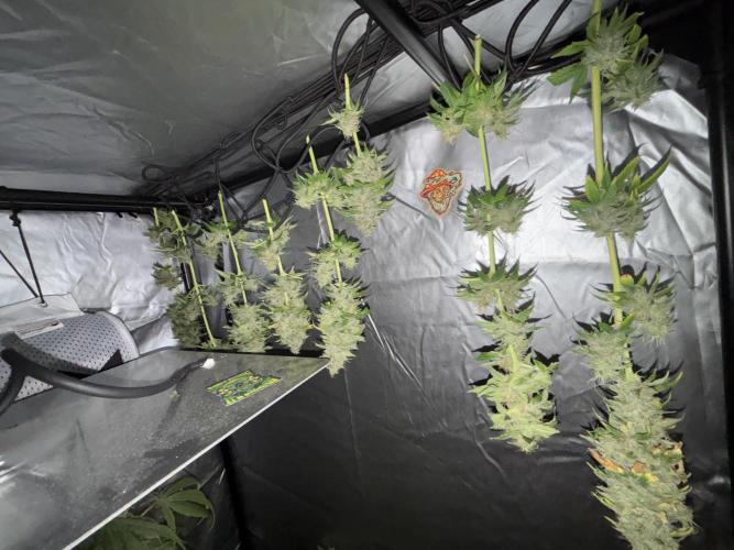 Popurrí de plantas. Week 14