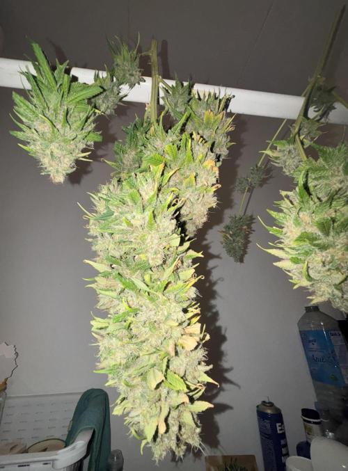 Popurrí de plantas. Week 14