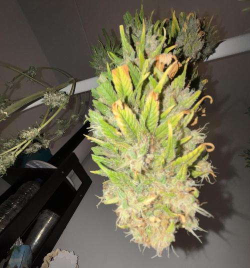 Popurrí de plantas. Week 14