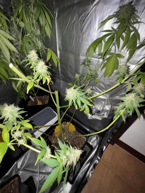 Popurrí de plantas. Week 14