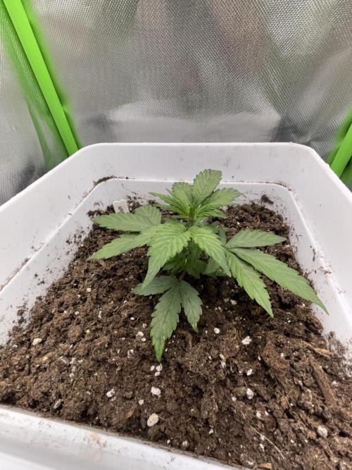 Northern lights auto. Week 4