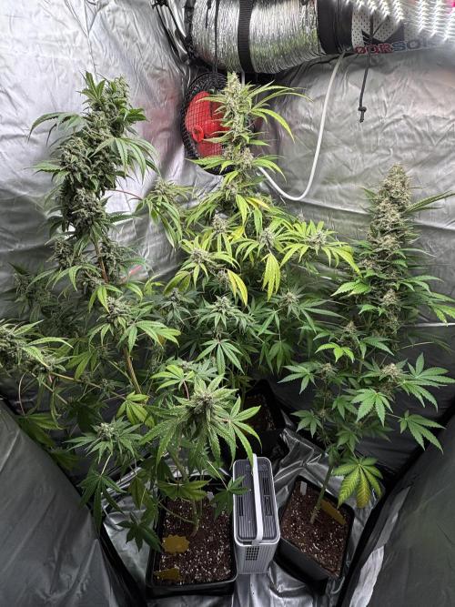 Popurrí de plantas. Week 15