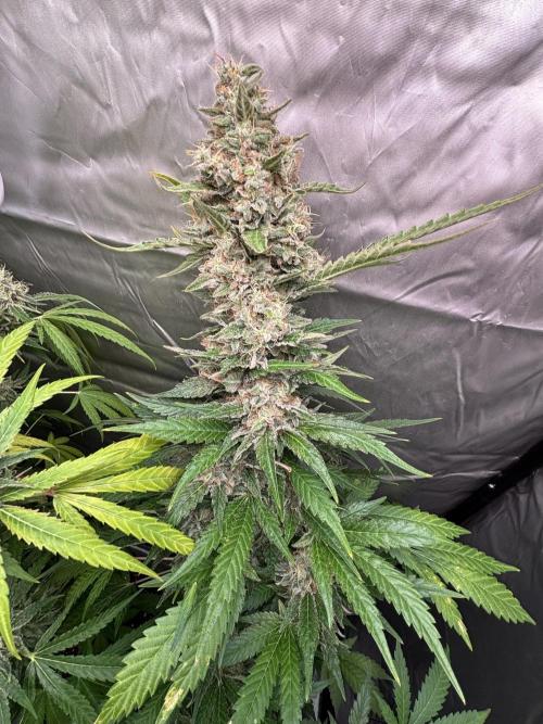 Popurrí de plantas. Week 15 - Green poison Fast