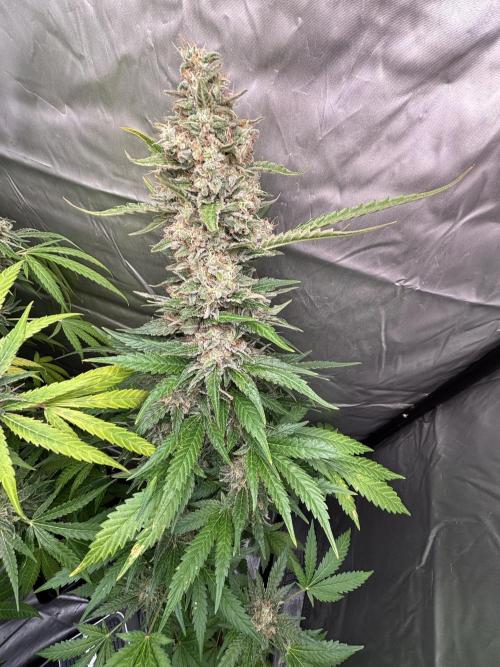 Popurrí de plantas. Week 15 - Green poison fast 