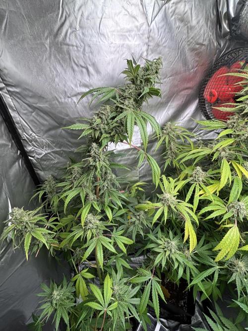 Popurrí de plantas. Week 15 - Jack la mota 