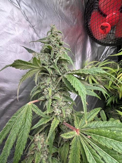 Popurrí de plantas. Week 15 - Jack la mota