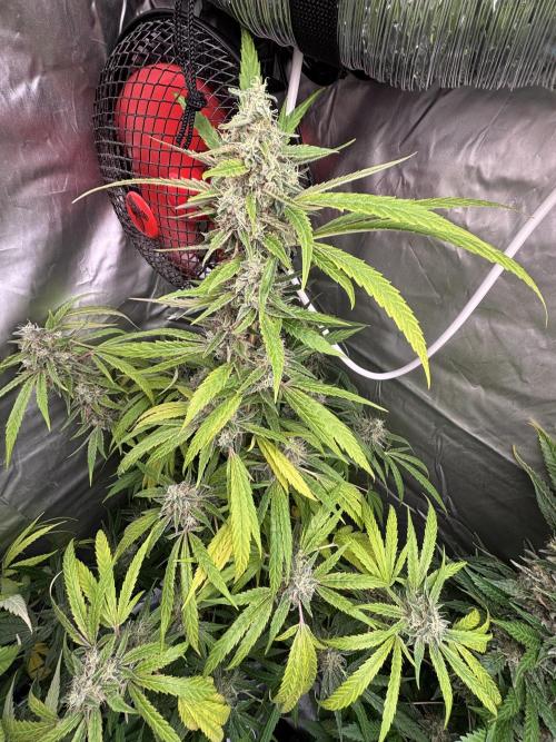 Popurrí de plantas. Week 15 - Green poison 