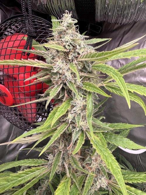 Popurrí de plantas. Week 15 - Green poison 