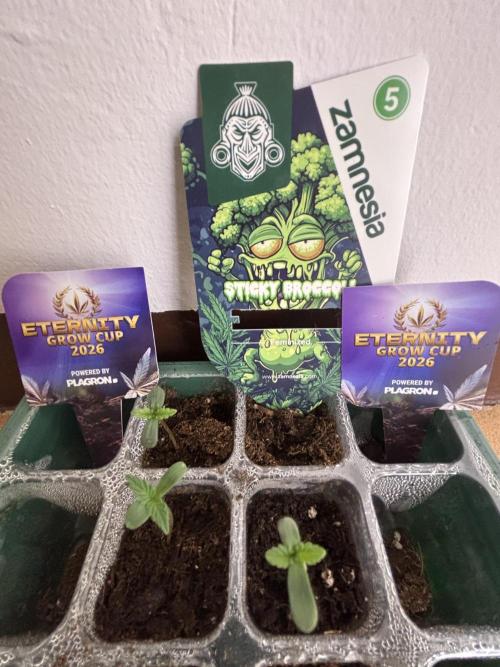 Eternity Grow Cup 2026. Week 0