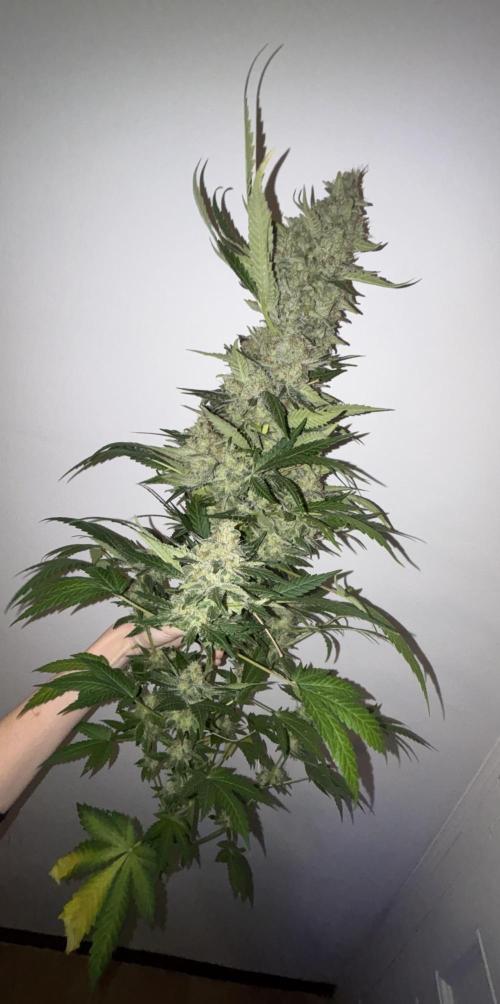 Popurrí de plantas. Week 15