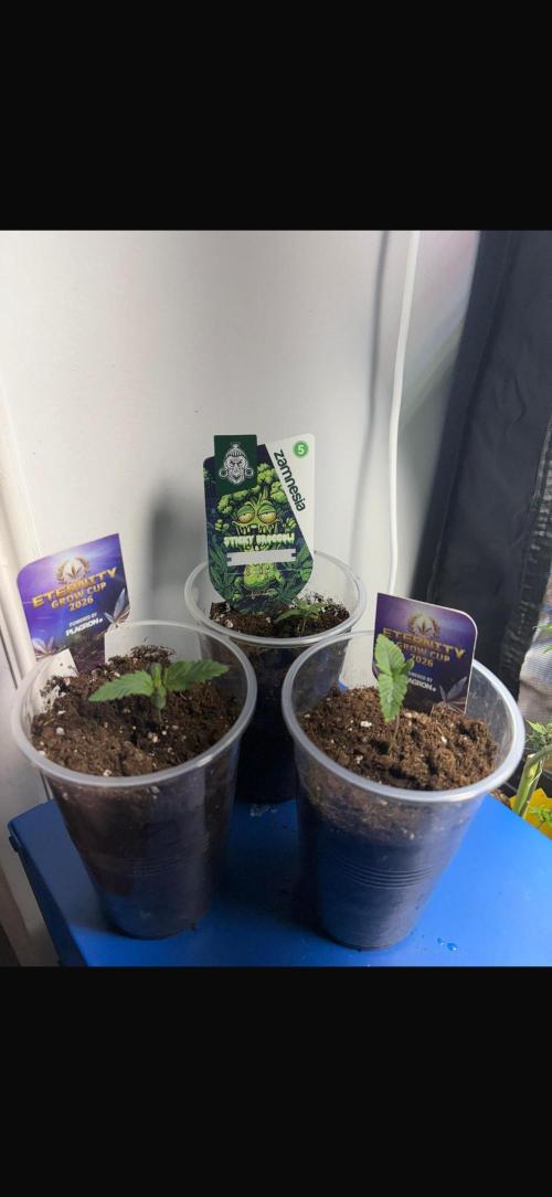 Eternity Grow Cup 2026. Week 1