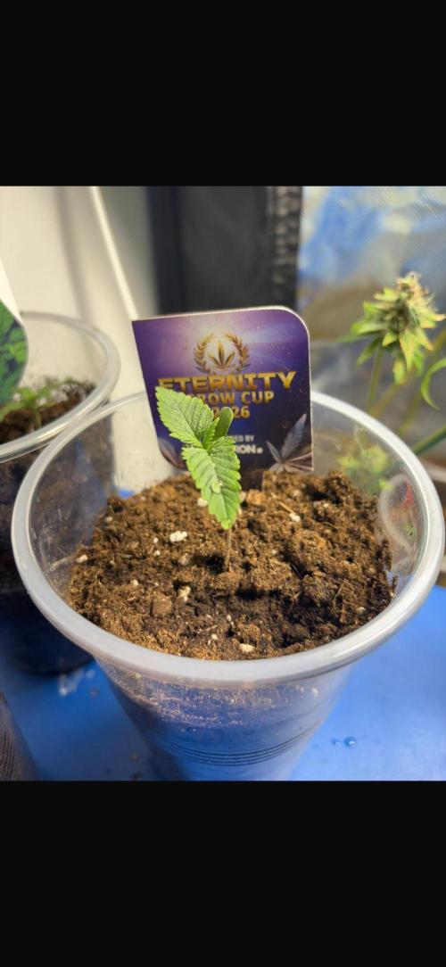 Eternity Grow Cup 2026. Week 1 - Plant1