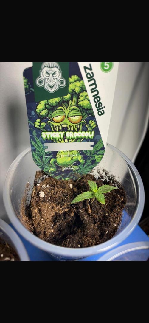 Eternity Grow Cup 2026. Week 1 - Plant3