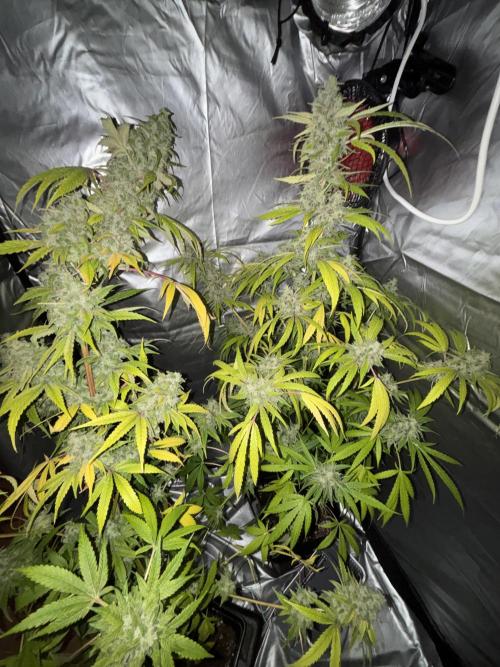 Popurrí de plantas. Week 16 - La semana pasada empecé lavado de raíces de ambas 