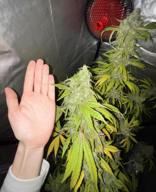 Popurrí de plantas. Week 16 - Jack la mota