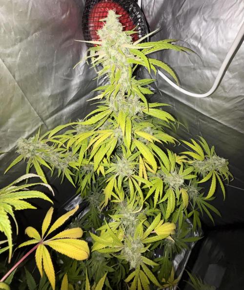 Popurrí de plantas. Week 16 - Green poison 