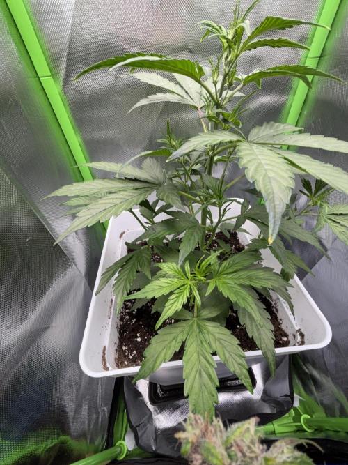 Northern lights auto. Week 5