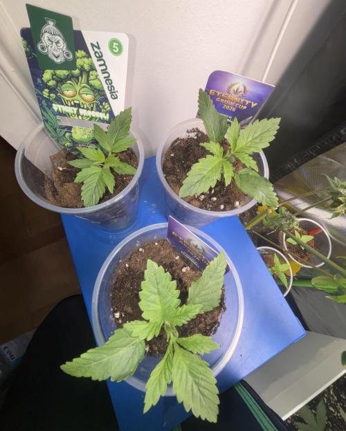 Eternity Grow Cup 2026. Week 2