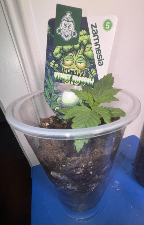 Eternity Grow Cup 2026. Week 2 - 3/3