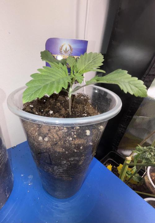 Eternity Grow Cup 2026. Week 2 - 1/3