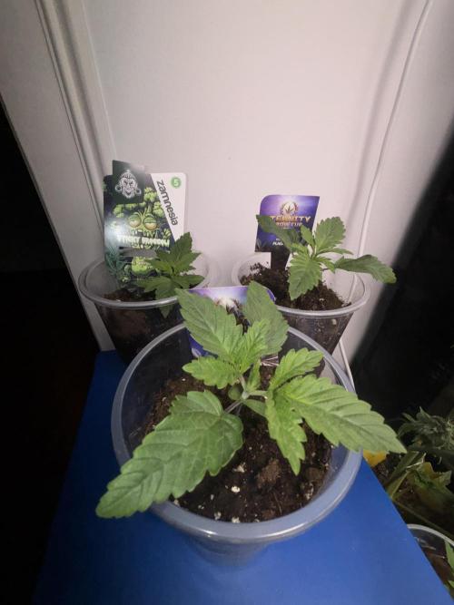 Eternity Grow Cup 2026. Week 2