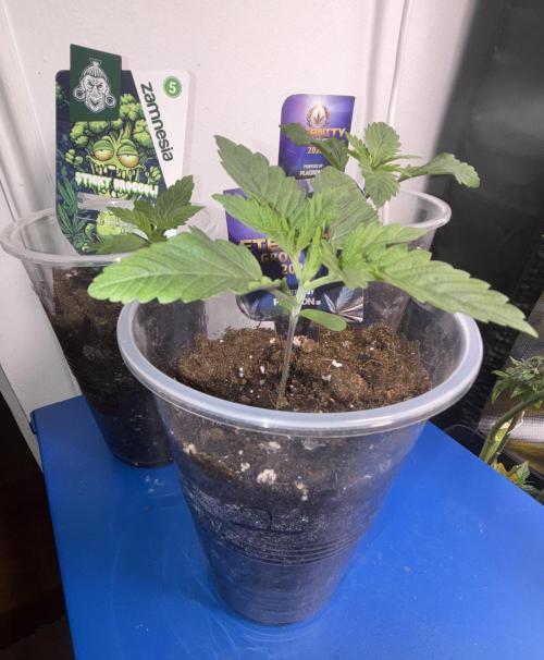 Eternity Grow Cup 2026. Week 2