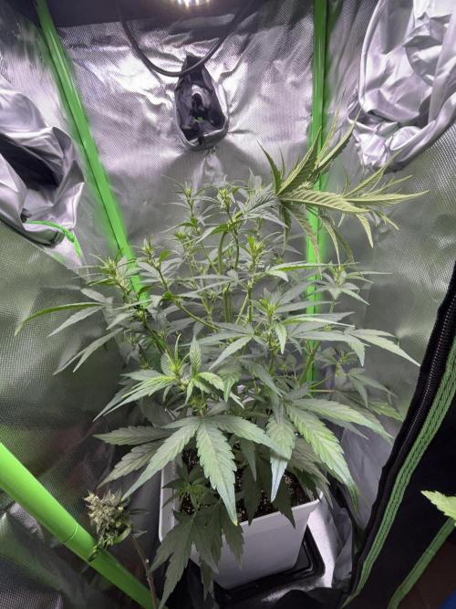 Northern lights auto. Week 6