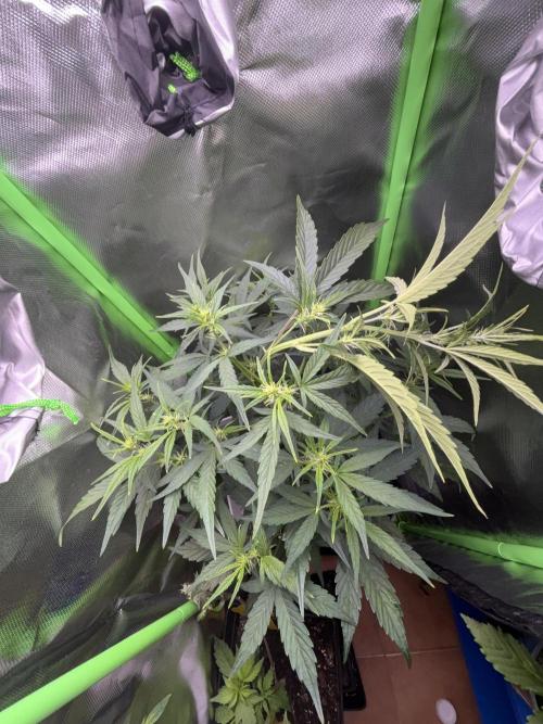 Northern lights auto. Week 6