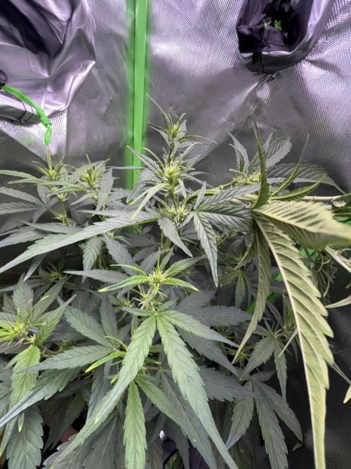 Northern lights auto. Week 6