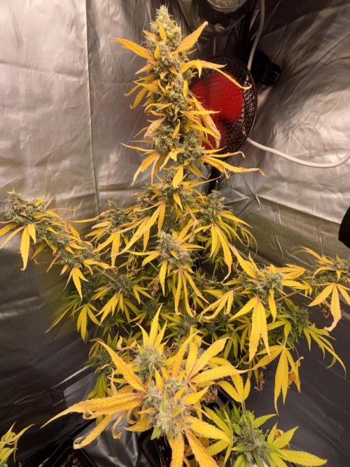 Popurrí de plantas. Week 17 - Green poison 