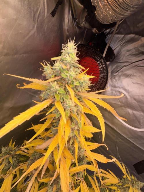 Popurrí de plantas. Week 17 - Green Poison 