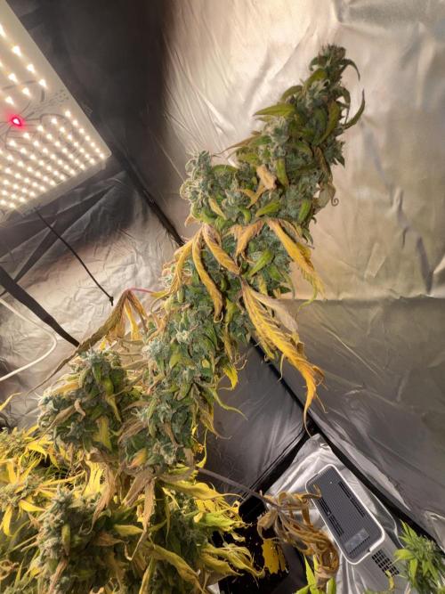 Popurrí de plantas. Week 17 - Jack la mota 