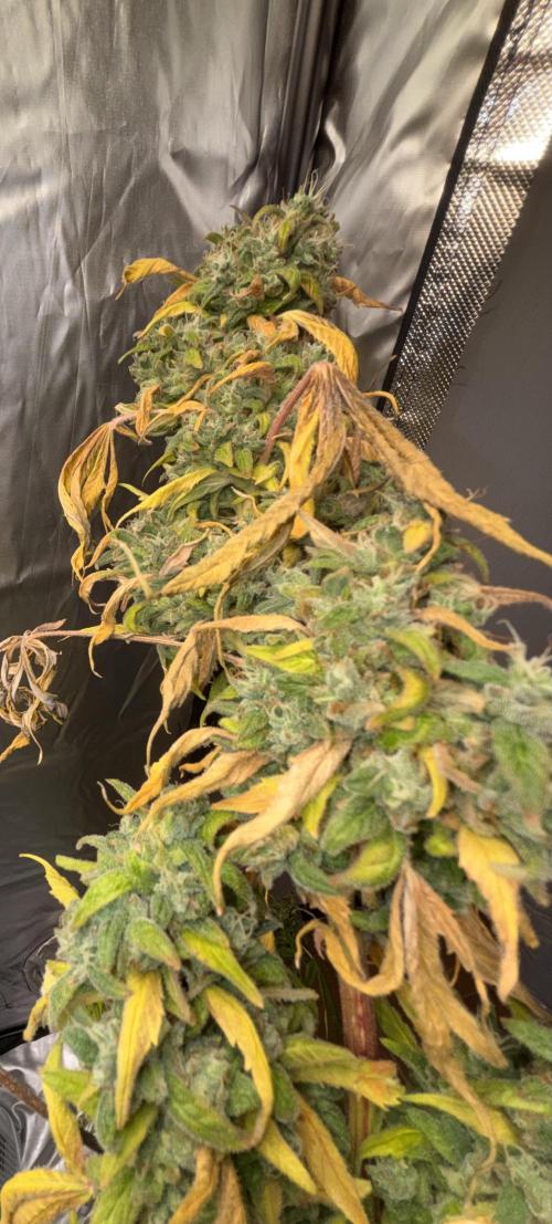 Popurrí de plantas. Week 17 - Jack la Mota