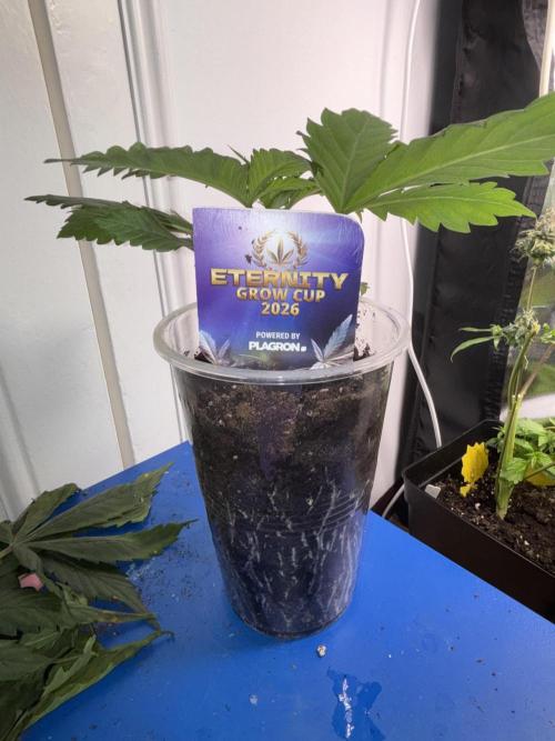 Eternity Grow Cup 2026. Week 3