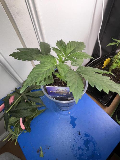 Eternity Grow Cup 2026. Week 3