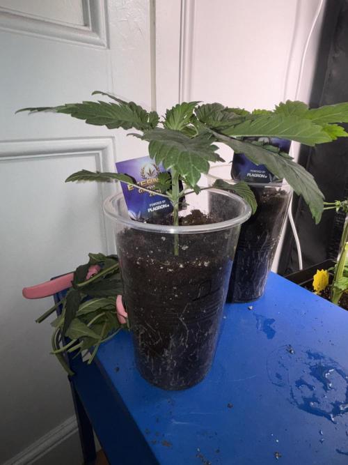 Eternity Grow Cup 2026. Week 3 - 1/3