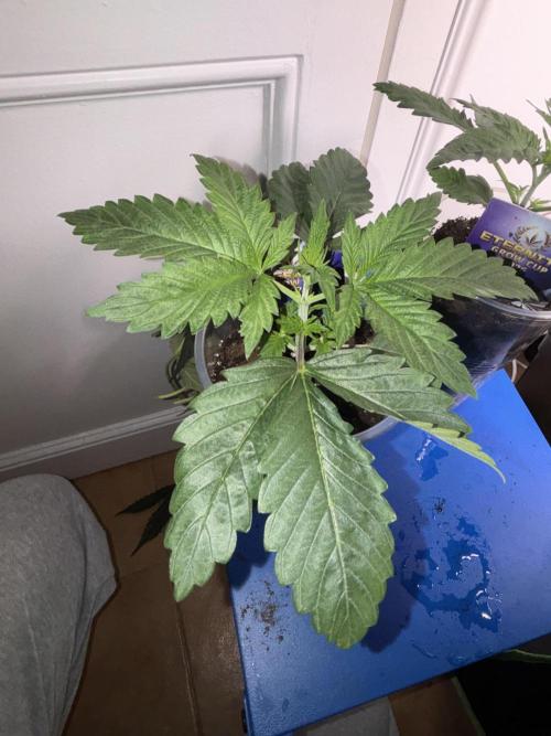 Eternity Grow Cup 2026. Week 3 - 1/3