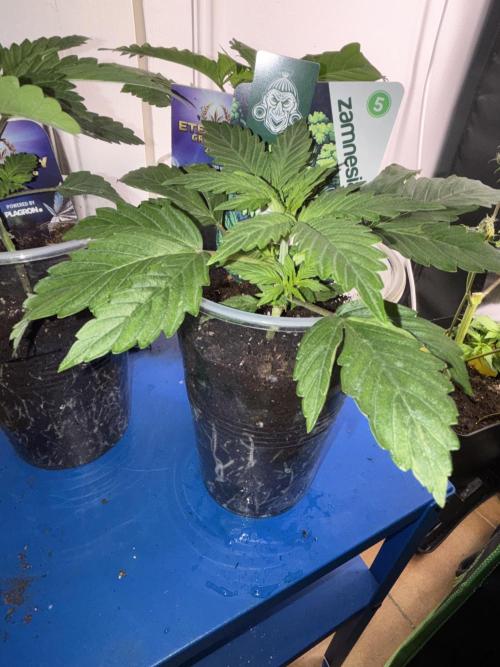 Eternity Grow Cup 2026. Week 3