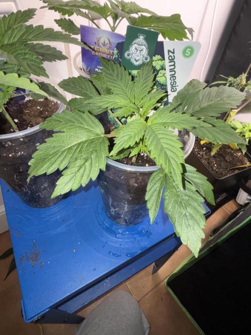 Eternity Grow Cup 2026. Week 3