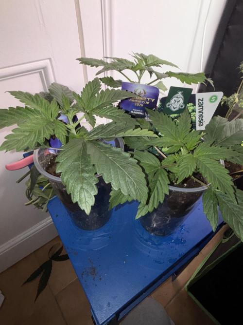 Eternity Grow Cup 2026. Week 3