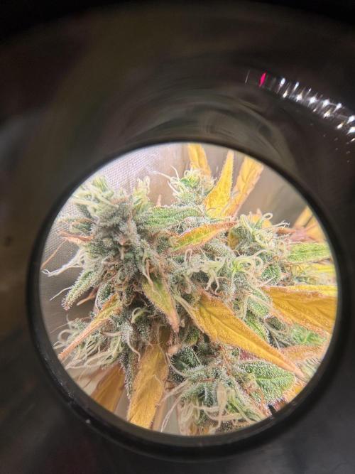 Popurrí de plantas. Week 17 - Gp
