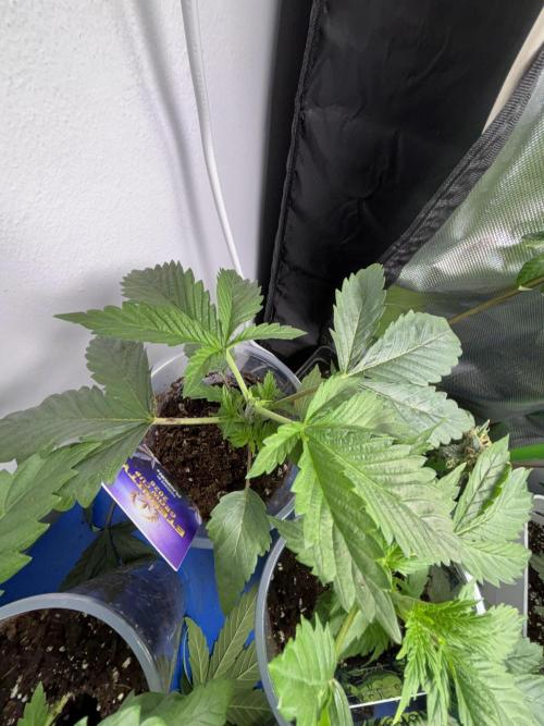 Eternity Grow Cup 2026. Week 3 - Corte apical