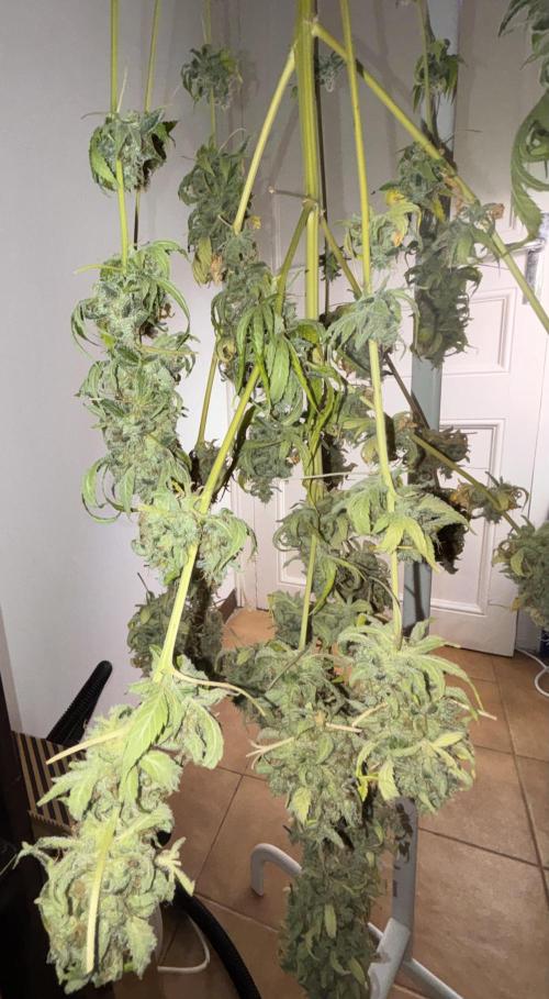 Popurrí de plantas. Week 17