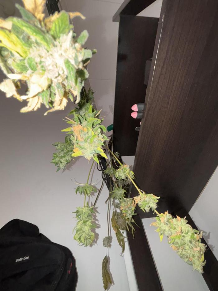 Popurrí de plantas. Week 17