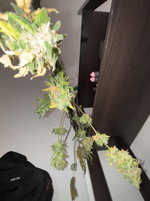 Popurrí de plantas. Week 17