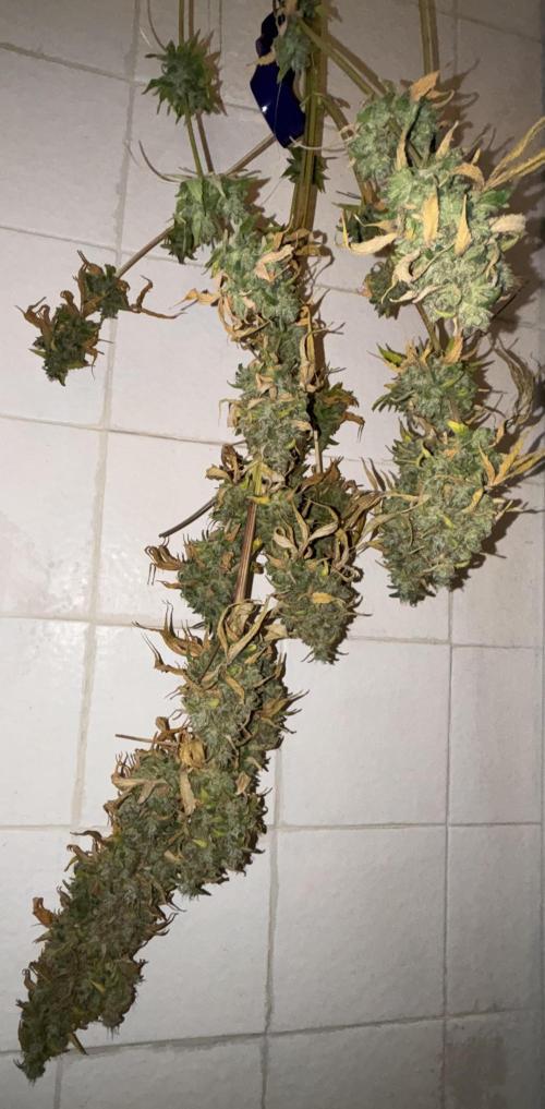 Popurrí de plantas. Week 17