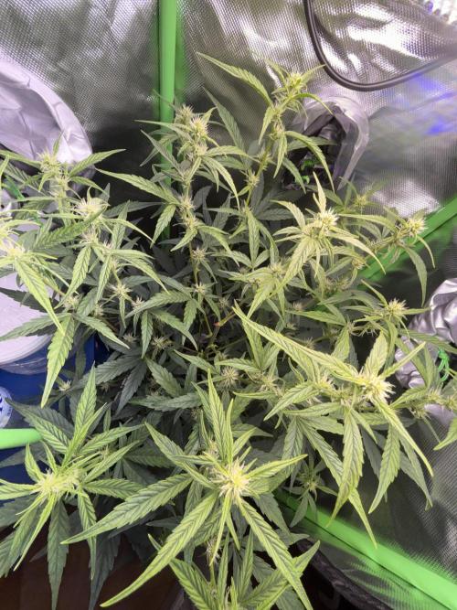 Northern lights auto. Week 7