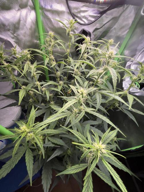 Northern lights auto. Week 7