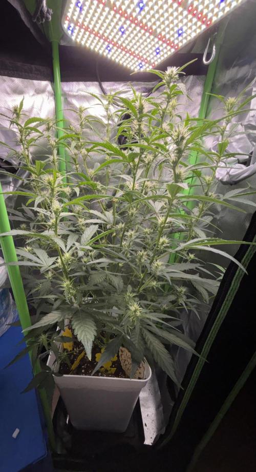 Northern lights auto. Week 7