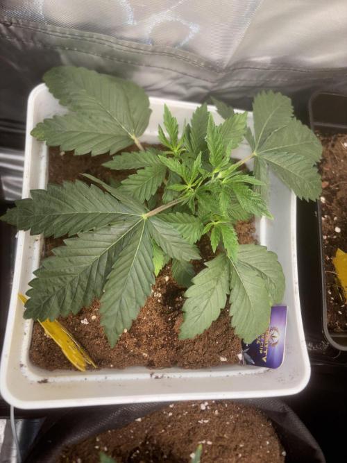 Eternity Grow Cup 2026. Week 4 - 1/3